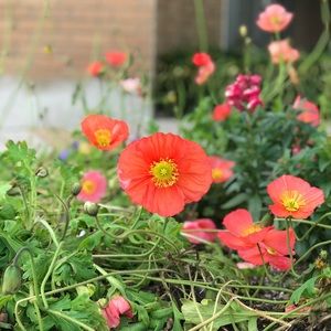 Meet your Posher, Paul